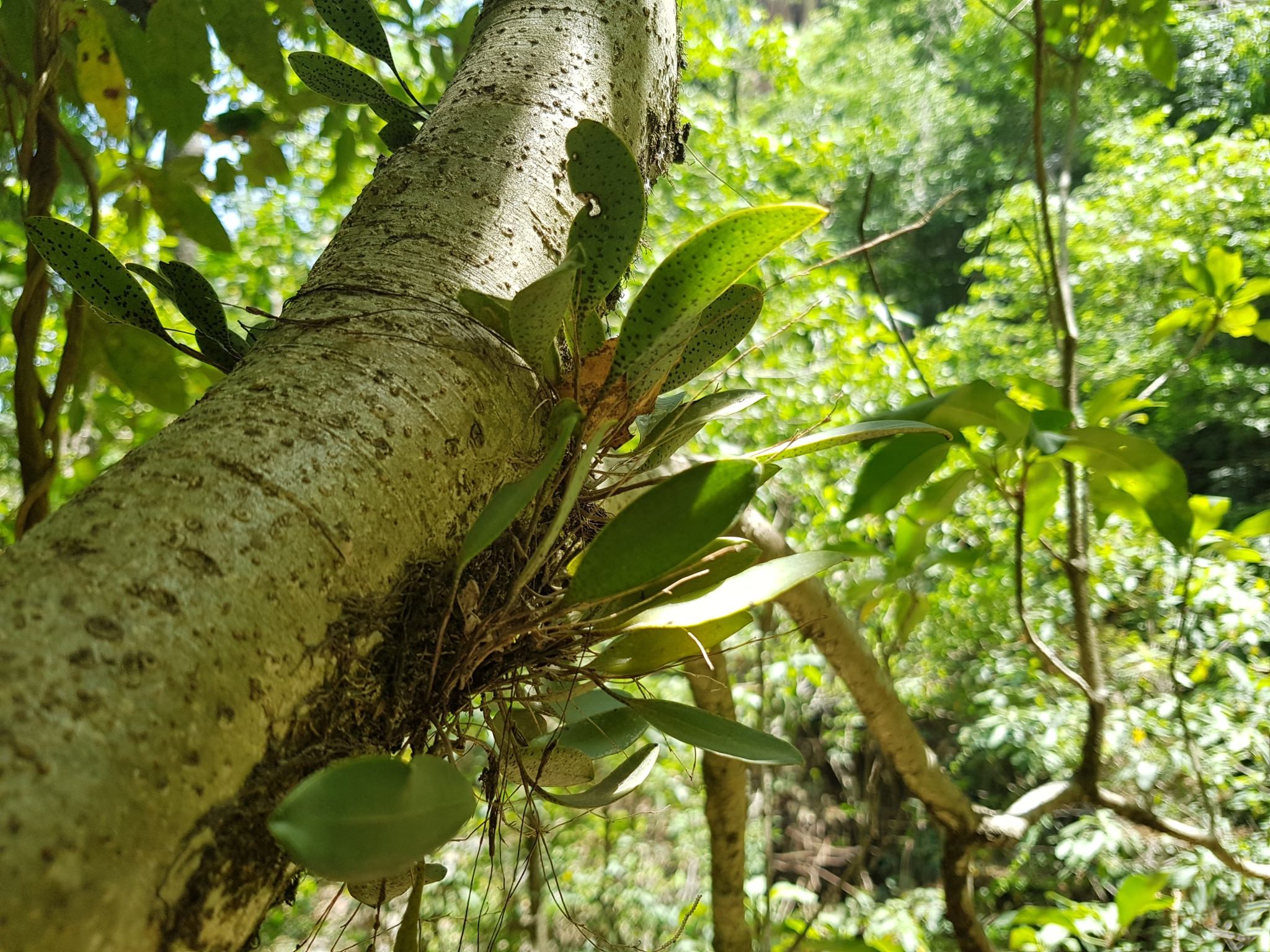 Stelis resupinata